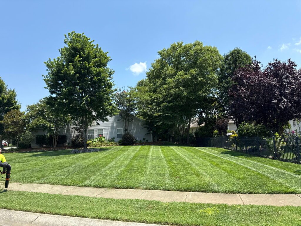 Close-up of professional lawn mowing stripes on a healthy, weed-free residential lawn.