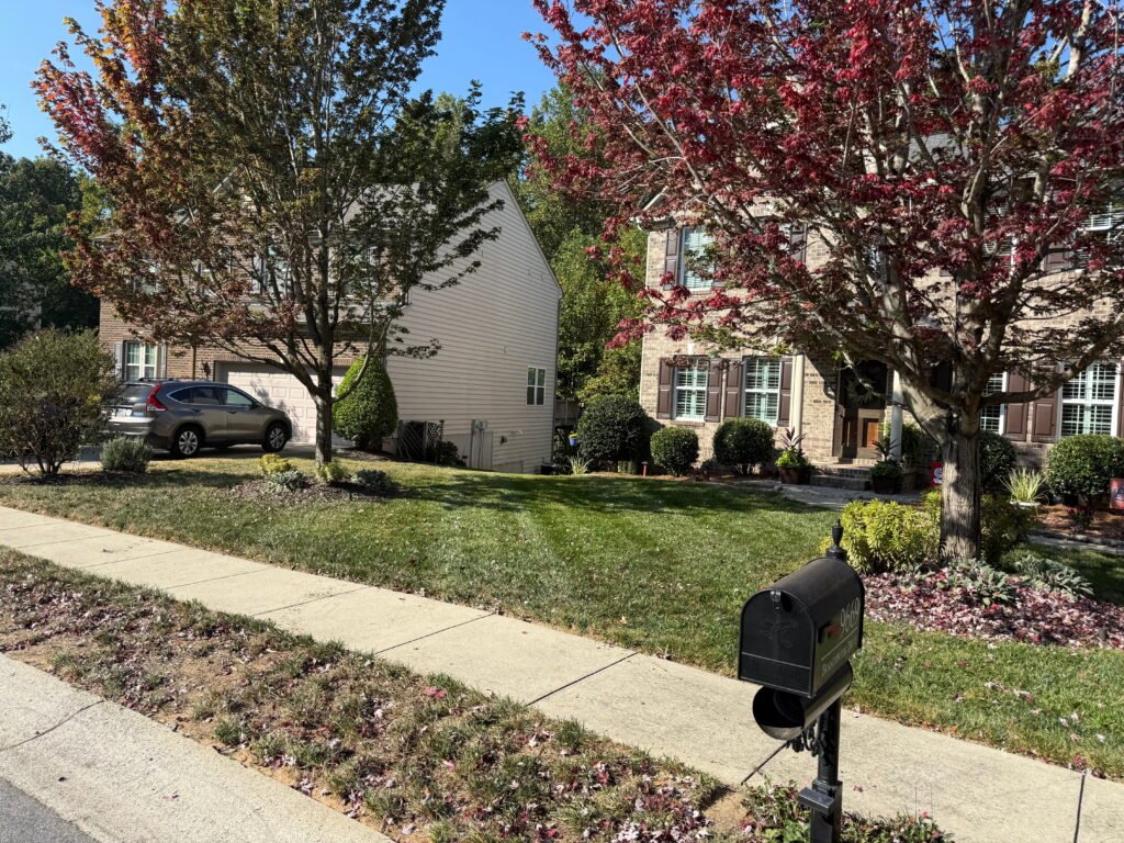 Professional fall lawn maintenance showing a healthy turf grass yard with clean sidewalk edging and autumn-colored maple trees.