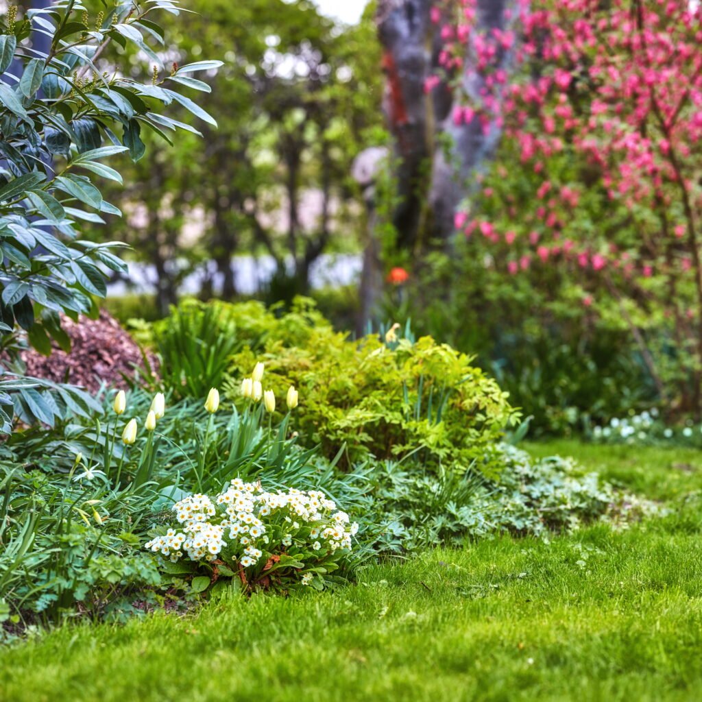 white-tulips-in-the-garden